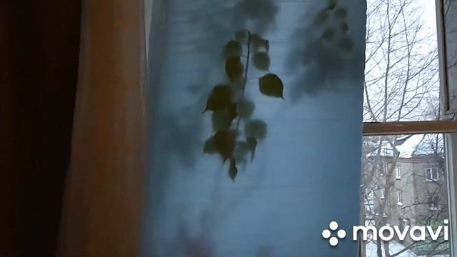 Как уберечь растения от переохлаждения во время проветривания помещения в зимнее время смотреть онлайн