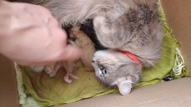 Кошка окотилась смотреть онлайн