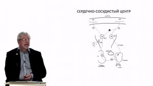 Евсеев А.В. Нормальная физиология. Лекция №20. Регуляция гемодинамики. 2024