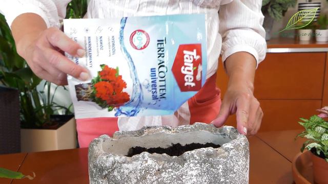 Fitonie. Jak uprawiać i pielęgnować fitonie? Co to za rośliny i skąd pochodzą? смотреть онлайн