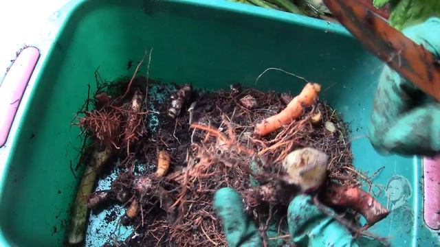 САНСЕВИЕРИЯ ПОГИБАЕТ! Применяю все методы для спасения! смотреть онлайн