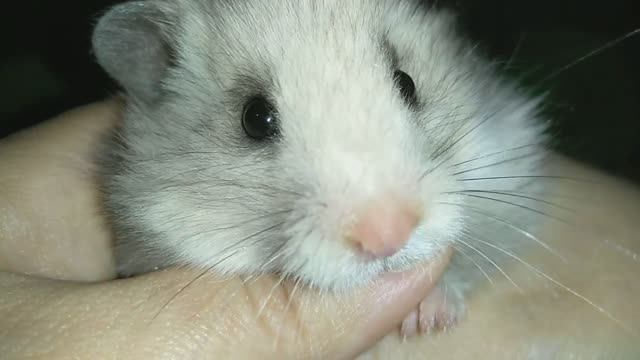 ПУШИСТЫЙ ХВОСТИК МИЛЫЙ КРАСАВЕЦ смотреть онлайн