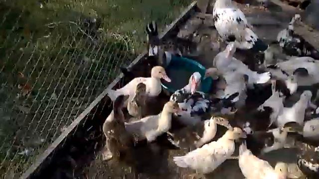 Как поживают наши мускусные утки,наши цветы и козочки. смотреть онлайн