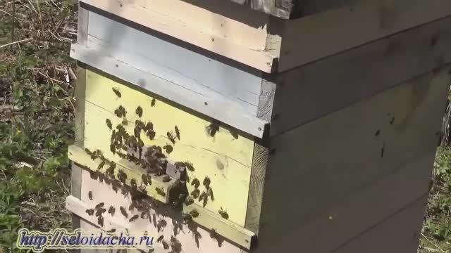 Пчеловодство: весенние работы на пасеке. Внешний осмотр. Что такое пчелиная перга и пыльца смотреть онлайн
