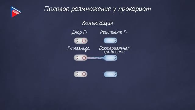 10 класс - Биология - Сравнение строения клеток прокариотов и эукариотов. Вирусы. Бактериофаги смотреть онлайн