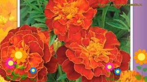 Бархатцы отклоненные Кармен. Краткий обзор, описание характеристик, где купить семена tagetes patul