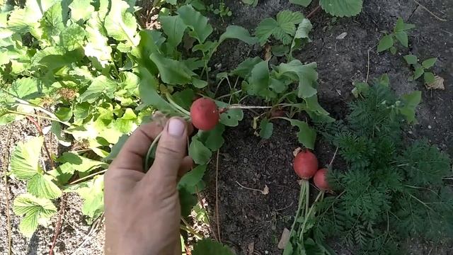 Редиска в сентябре смотреть онлайн