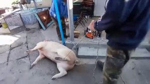 шокер-паралізатор для бистрого забоя свиней, биків, коней, кіз і всякої худоби 0974018187