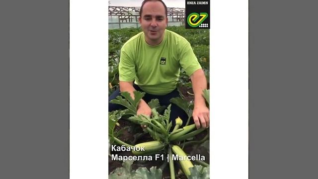 Марселла F1 - семена гибрида кабачка - Энза Заден смотреть онлайн