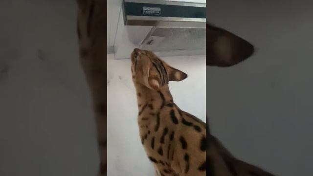 Savanna f1 саванна ф1