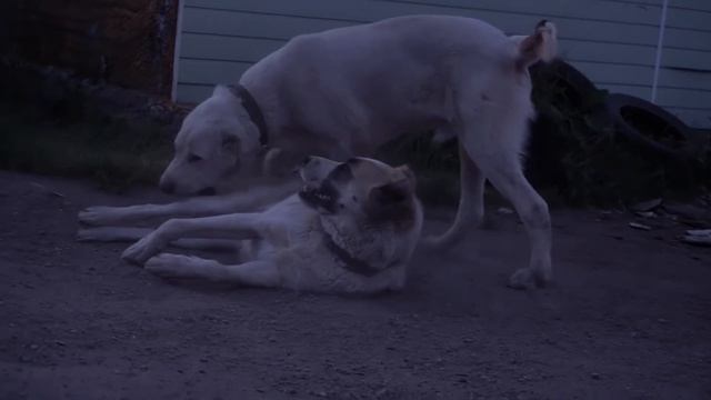 Плюсы и минусы породы Алабай