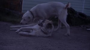 Плюсы и минусы породы Алабай