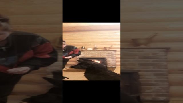 Восточно-европейская овчарка Вольф(Бриз)! Учим упражнение на выдержку! смотреть онлайн