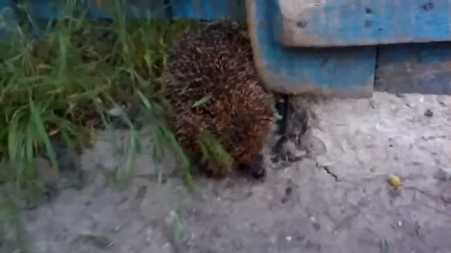 Волк и ежик смотреть онлайн