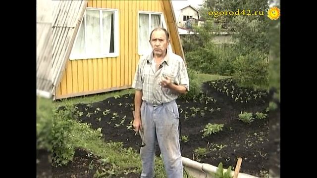 Подкормка капусты после высадки в грунт смотреть онлайн
