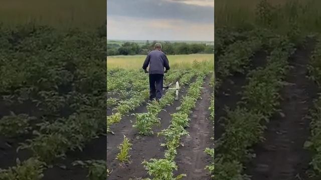 Новое устройство для сбора колорадского жука. Народное приспособление против лечинок. смотреть онлайн