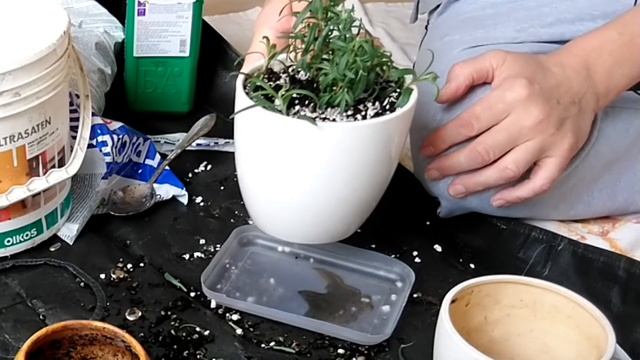 Лаванда на лоджии с апреля до апреля.