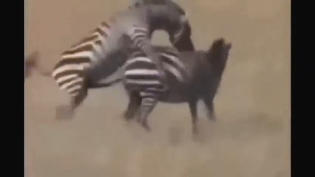Животный мир. смотреть онлайн