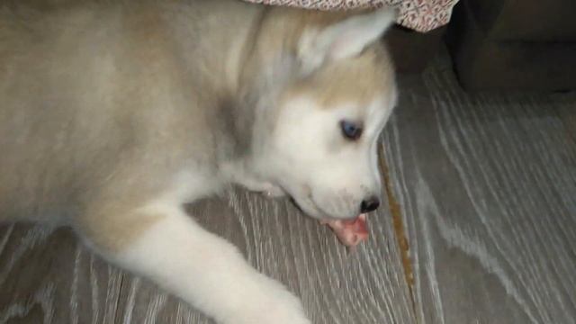 Хаски - медвежата смотреть онлайн