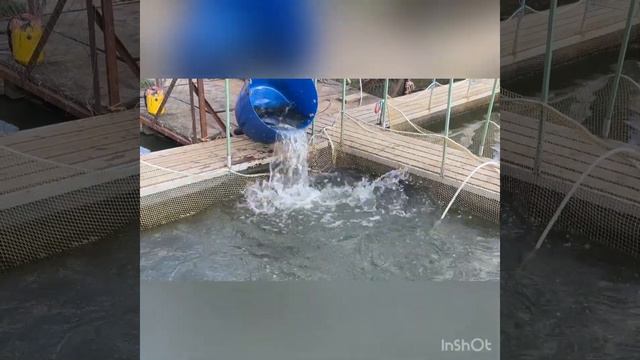 Разгрузка Форели в КЛЁвой Усадьбе смотреть онлайн