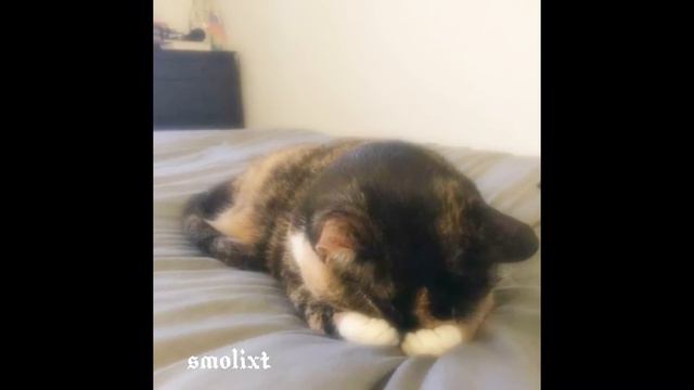 •remix of the song•Пошлая Молли – Все хотят меня поцеловать #remix смотреть онлайн