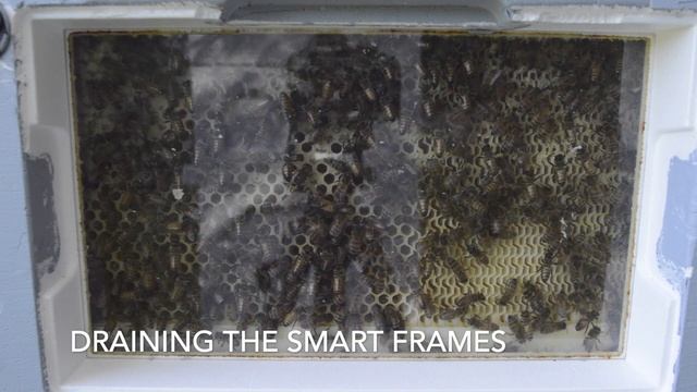 New Paradise Honey Smart Beebox system смотреть онлайн