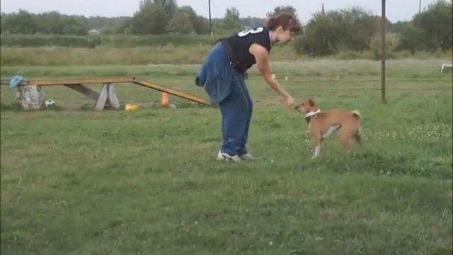 Сергеева Марина и басенджи Шани (г. Санкт-Петербург) смотреть онлайн