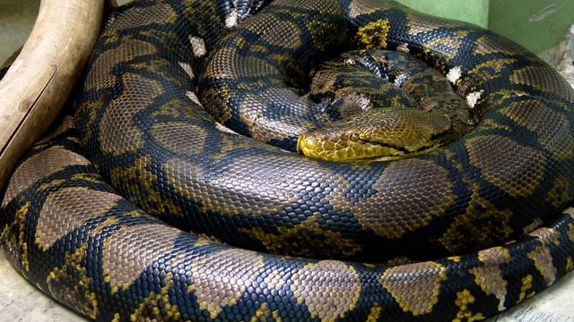 Anaconda VS Python смотреть онлайн