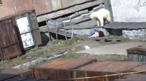 Нападение белого медведя на человека