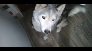 ХАСКИ ИЗДАЕТ ЗВУКИ