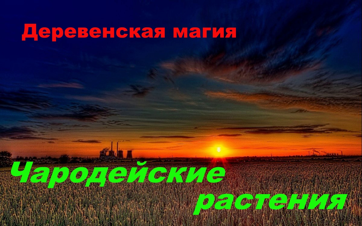 Чародейские растения. смотреть онлайн