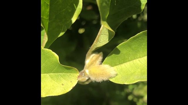 Magnolia stellata смотреть онлайн