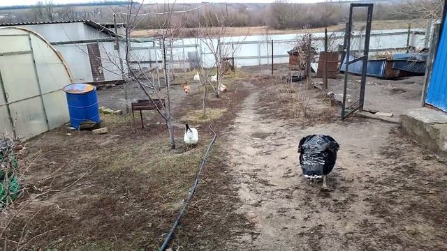 КУПИЛИ ДОМ. Сожгли мешок вещей. РАСХЛАМЛЕНИЕ ЧЕРДАКА. Жарим колбаски на мангале. Достали ёлку. смотреть онлайн