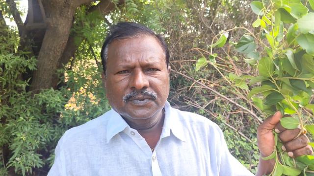 90% మధుమేహంను నివారరించే ఔషధ మూలికా--పొడపత్రి |sugar| Gymnema sylvestre|Plant Benefits In Telugu смотреть онлайн