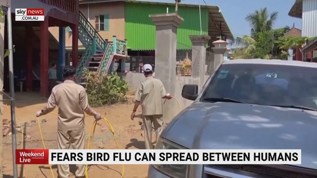 Bird flu outbreak in Cambodia raises concerns about human-to-human transmission смотреть онлайн