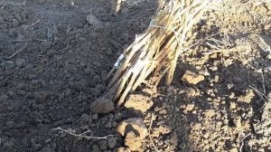 Как сохранить саженцы малины и ежевики до весны