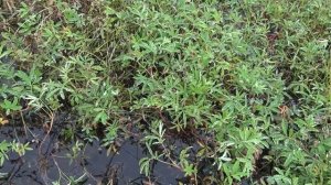 Сбор и применение сабельника  болотного от болей в позвоночнике и суставах, русский женьшень