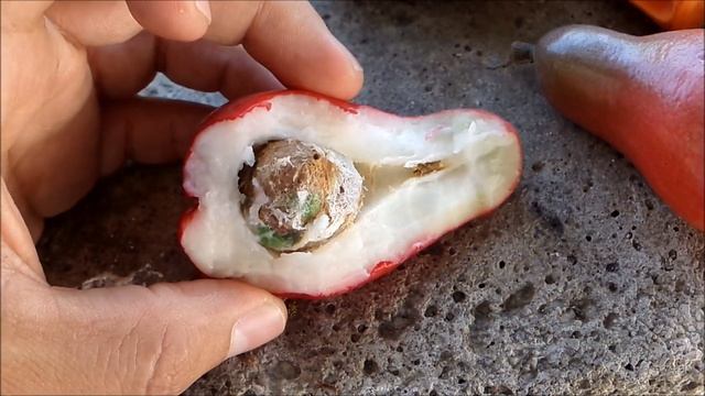 Pero de agua, pomarrosa, morita del Perú, manzana de agua, manzana malaya, Syzygium malaccense смотреть онлайн