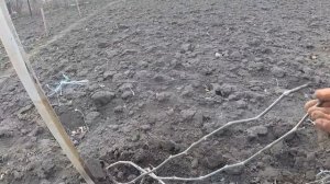 Виноград после зимы - как правильно подвязывать виноград перед сезоном