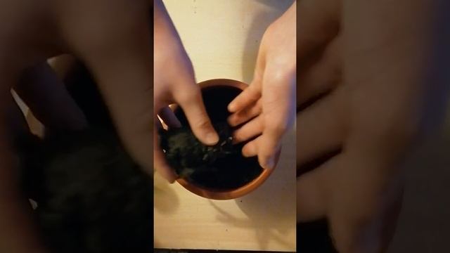 Пересадка алоэ в домашних условиях! смотреть онлайн