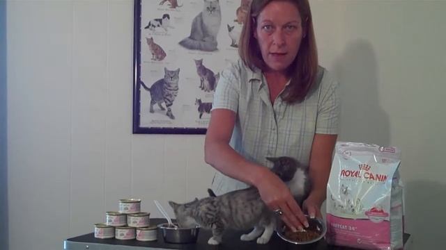 Royal Canin BabyCat Kitten Food смотреть онлайн