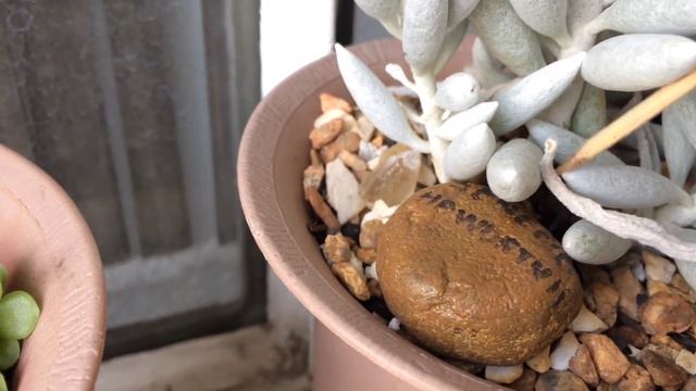 COMO CUIDAR DO SENECIO HAWORTHII смотреть онлайн