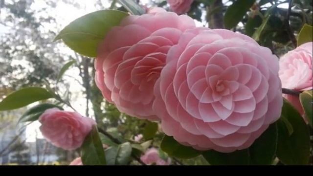 люблю июнь, когда цветут пионы... смотреть онлайн