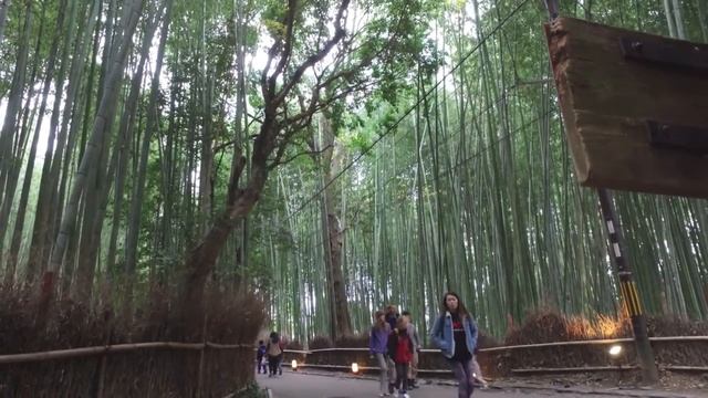 Arashiyama。Sagano bamboo forest смотреть онлайн