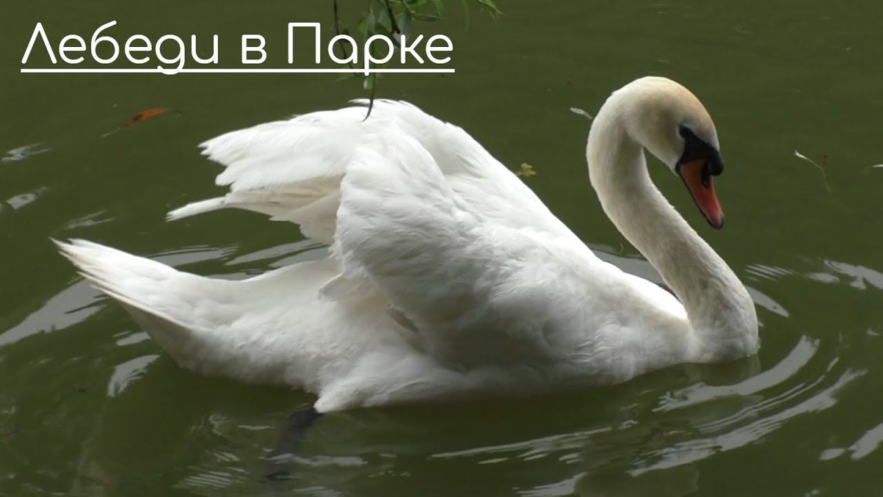 Лебеди в Винницком Парке + Стих о Лебедях смотреть онлайн