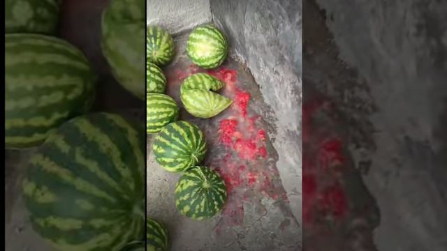 арбуз арбуз привет..... смотреть онлайн