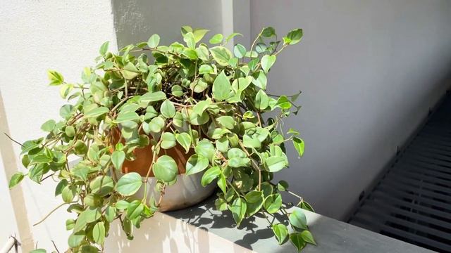 Como cuidar de Peperômia pendente (Peperomia scandens) смотреть онлайн