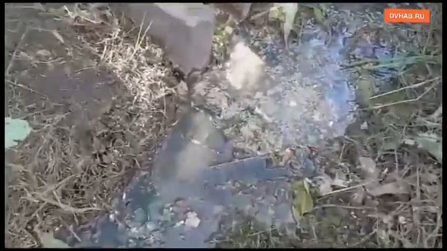 Личинками наводнило улицу популярное китайское кафе в Хабаровске смотреть онлайн