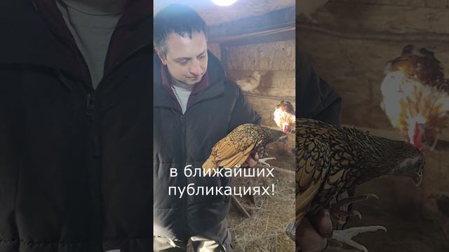 О породе мини-кур Сибрайт и ее создателе - идейном вдохновителе Ч.Дарвина - в ближайших публикациях! смотреть онлайн