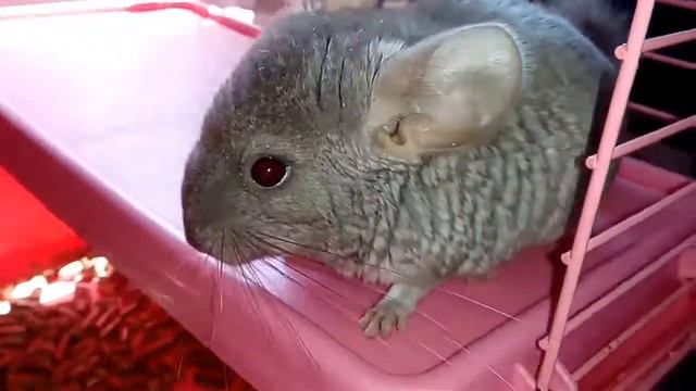 Шиншилла и шиншиллёнок в новой клетке . смотреть онлайн